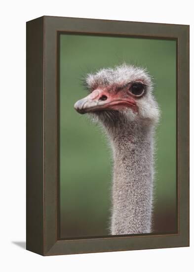 South America, Rhea, Rhea American, Close Up-Stuart Westmorland-Framed Premier Image Canvas