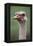 South America, Rhea, Rhea American, Close Up-Stuart Westmorland-Framed Premier Image Canvas