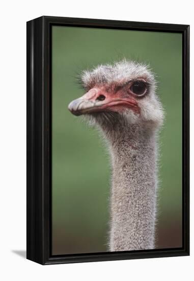 South America, Rhea, Rhea American, Close Up-Stuart Westmorland-Framed Premier Image Canvas