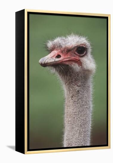 South America, Rhea, Rhea American, Close Up-Stuart Westmorland-Framed Premier Image Canvas