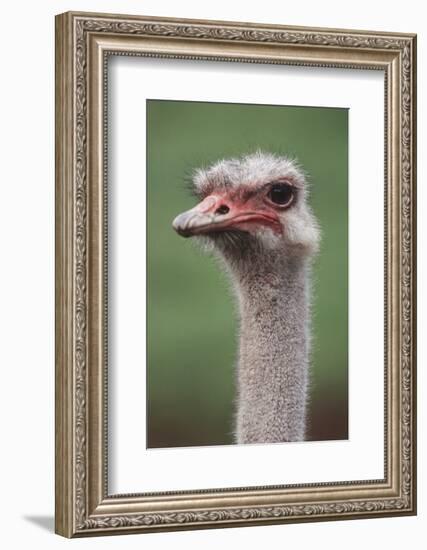 South America, Rhea, Rhea American, Close Up-Stuart Westmorland-Framed Photographic Print