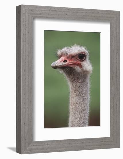 South America, Rhea, Rhea American, Close Up-Stuart Westmorland-Framed Photographic Print