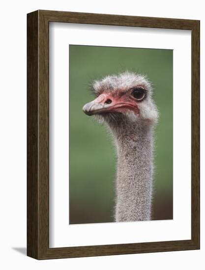 South America, Rhea, Rhea American, Close Up-Stuart Westmorland-Framed Photographic Print