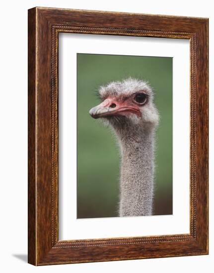 South America, Rhea, Rhea American, Close Up-Stuart Westmorland-Framed Photographic Print