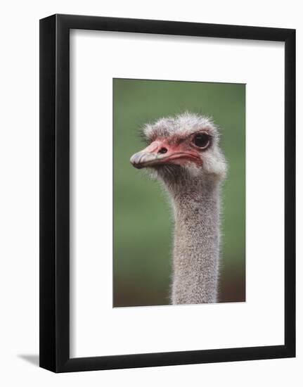 South America, Rhea, Rhea American, Close Up-Stuart Westmorland-Framed Photographic Print