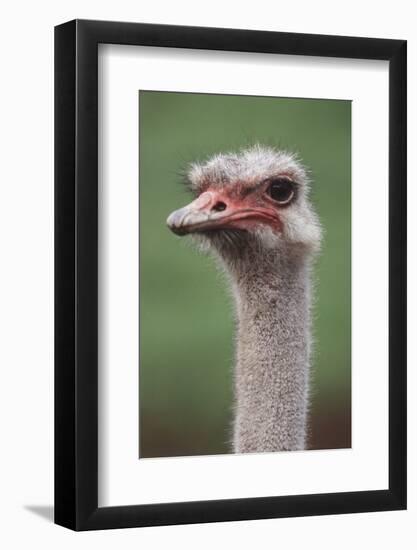 South America, Rhea, Rhea American, Close Up-Stuart Westmorland-Framed Photographic Print