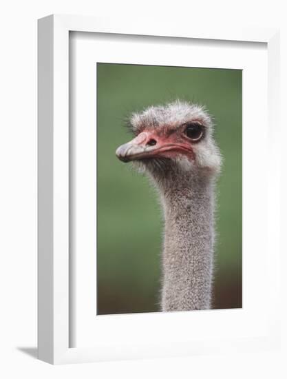 South America, Rhea, Rhea American, Close Up-Stuart Westmorland-Framed Photographic Print