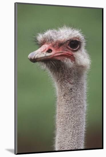 South America, Rhea, Rhea American, Close Up-Stuart Westmorland-Mounted Photographic Print