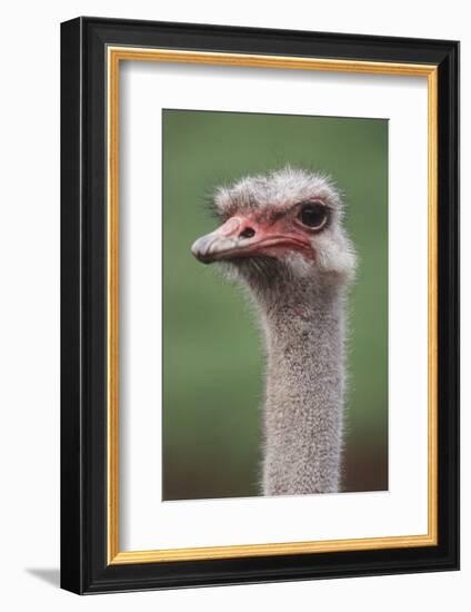 South America, Rhea, Rhea American, Close Up-Stuart Westmorland-Framed Photographic Print