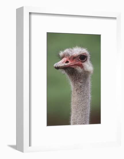 South America, Rhea, Rhea American, Close Up-Stuart Westmorland-Framed Photographic Print