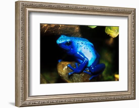 South America, Surinam. Dendrobates Azureus, Blue Poison Arrow Frog on Rainforest Floor-David Slater-Framed Photographic Print