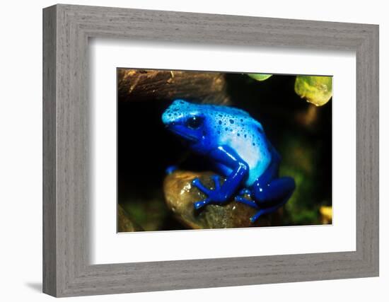 South America, Surinam. Dendrobates Azureus, Blue Poison Arrow Frog on Rainforest Floor-David Slater-Framed Photographic Print