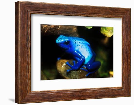 South America, Surinam. Dendrobates Azureus, Blue Poison Arrow Frog on Rainforest Floor-David Slater-Framed Photographic Print