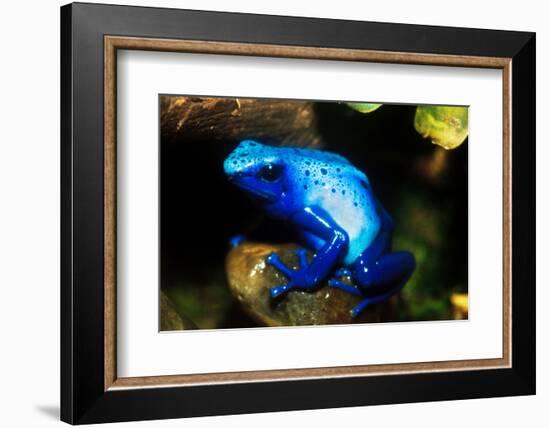 South America, Surinam. Dendrobates Azureus, Blue Poison Arrow Frog on Rainforest Floor-David Slater-Framed Photographic Print