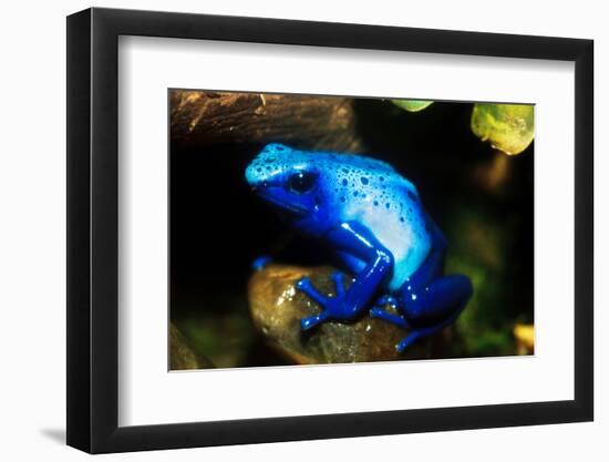 South America, Surinam. Dendrobates Azureus, Blue Poison Arrow Frog on Rainforest Floor-David Slater-Framed Photographic Print