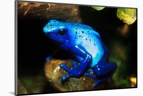 South America, Surinam. Dendrobates Azureus, Blue Poison Arrow Frog on Rainforest Floor-David Slater-Mounted Photographic Print