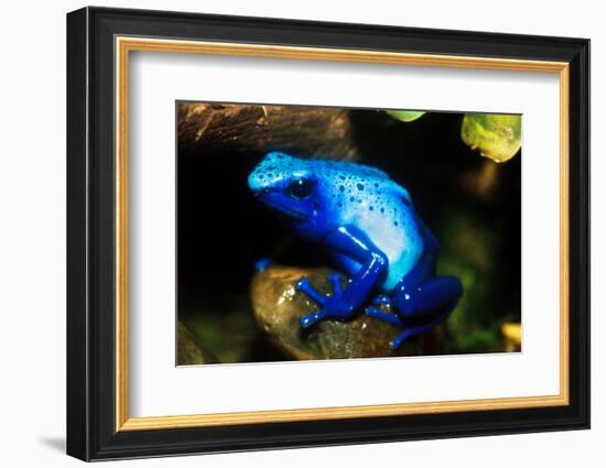 South America, Surinam. Dendrobates Azureus, Blue Poison Arrow Frog on Rainforest Floor-David Slater-Framed Photographic Print