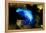 South America, Surinam. Dendrobates Azureus, Blue Poison Arrow Frog on Rainforest Floor-David Slater-Framed Premier Image Canvas