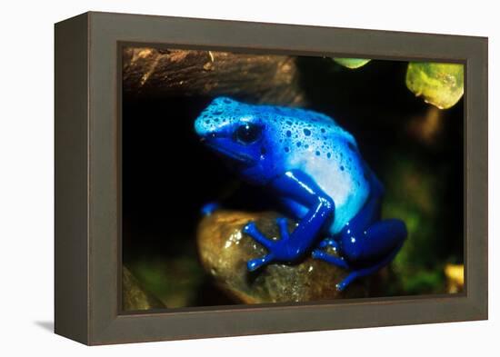 South America, Surinam. Dendrobates Azureus, Blue Poison Arrow Frog on Rainforest Floor-David Slater-Framed Premier Image Canvas
