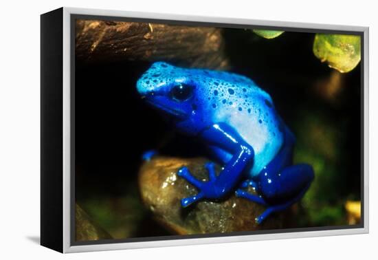 South America, Surinam. Dendrobates Azureus, Blue Poison Arrow Frog on Rainforest Floor-David Slater-Framed Premier Image Canvas