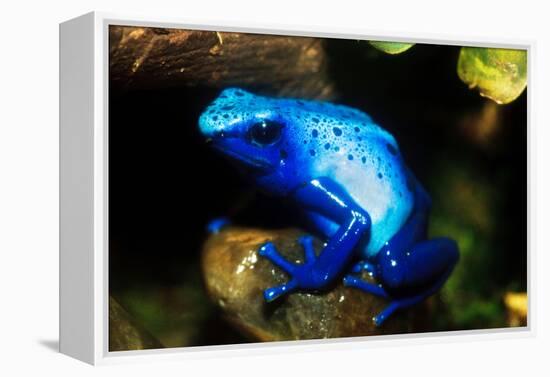 South America, Surinam. Dendrobates Azureus, Blue Poison Arrow Frog on Rainforest Floor-David Slater-Framed Premier Image Canvas