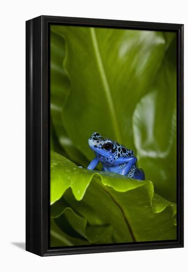 South America, Suriname. Blue dart frog on leaf.-Jaynes Gallery-Framed Premier Image Canvas