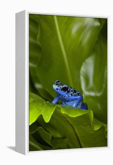 South America, Suriname. Blue dart frog on leaf.-Jaynes Gallery-Framed Premier Image Canvas