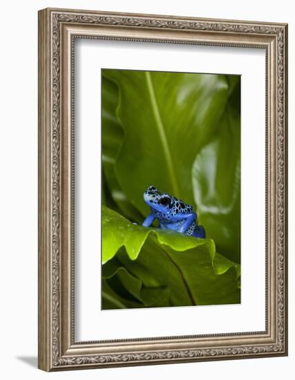 South America, Suriname. Blue dart frog on leaf.-Jaynes Gallery-Framed Photographic Print