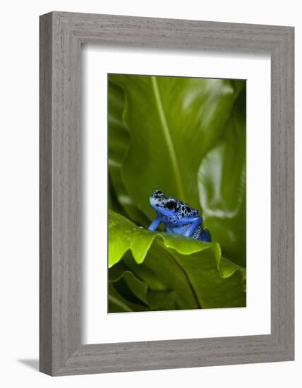 South America, Suriname. Blue dart frog on leaf.-Jaynes Gallery-Framed Photographic Print