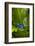 South America, Suriname. Blue dart frog on leaf.-Jaynes Gallery-Framed Photographic Print