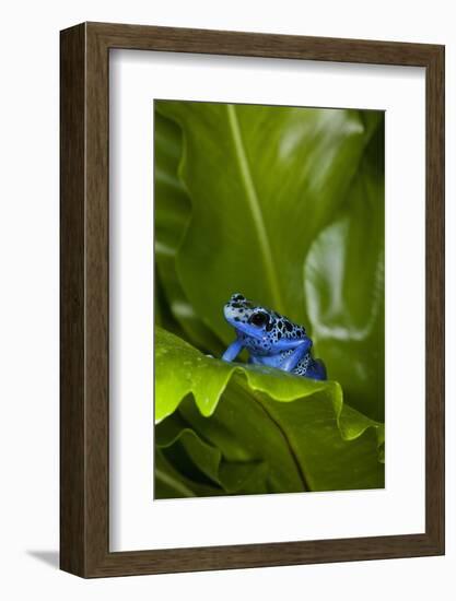 South America, Suriname. Blue dart frog on leaf.-Jaynes Gallery-Framed Photographic Print