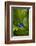 South America, Suriname. Blue dart frog on leaf.-Jaynes Gallery-Framed Photographic Print