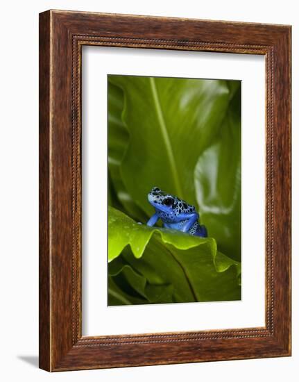 South America, Suriname. Blue dart frog on leaf.-Jaynes Gallery-Framed Photographic Print