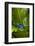 South America, Suriname. Blue dart frog on leaf.-Jaynes Gallery-Framed Photographic Print