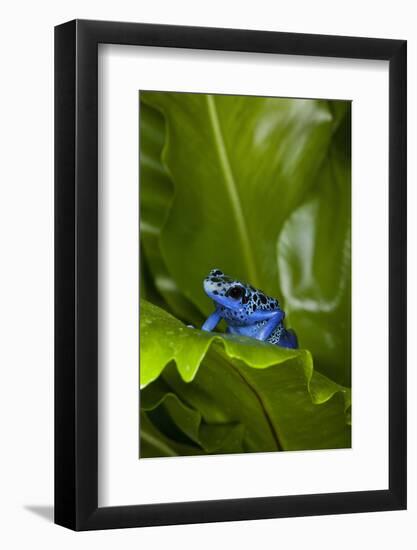 South America, Suriname. Blue dart frog on leaf.-Jaynes Gallery-Framed Photographic Print