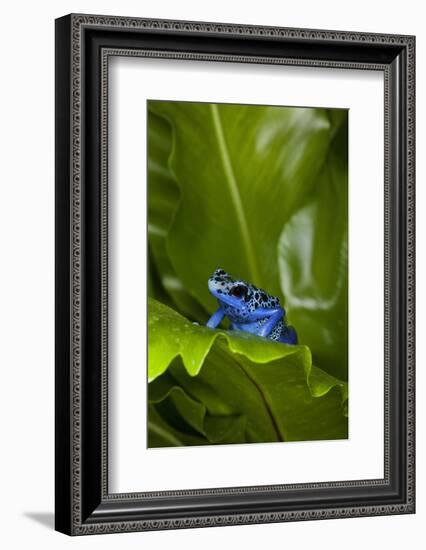 South America, Suriname. Blue dart frog on leaf.-Jaynes Gallery-Framed Photographic Print