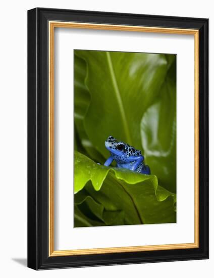 South America, Suriname. Blue dart frog on leaf.-Jaynes Gallery-Framed Photographic Print