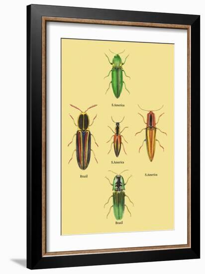 South American Beetles-Sir William Jardine-Framed Art Print