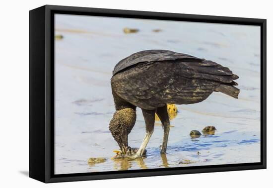 South American Black Vulture Eating Dead Fish on a Popular Beach, Puntarenas, Costa Rica-Rob Francis-Framed Premier Image Canvas