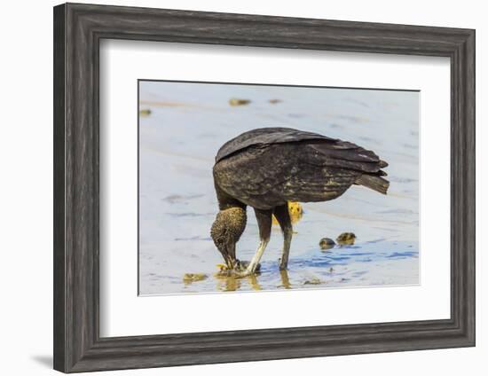 South American Black Vulture Eating Dead Fish on a Popular Beach, Puntarenas, Costa Rica-Rob Francis-Framed Photographic Print