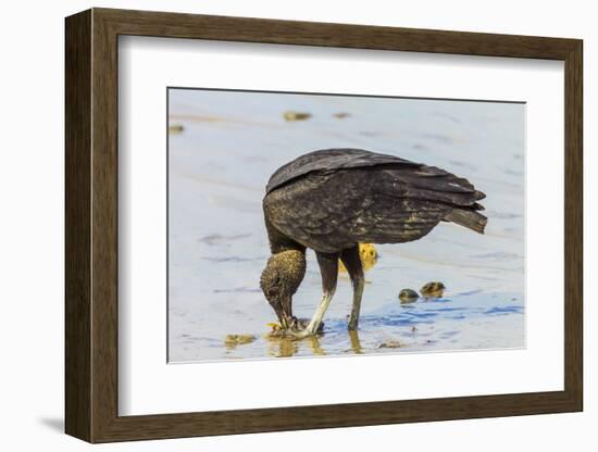 South American Black Vulture Eating Dead Fish on a Popular Beach, Puntarenas, Costa Rica-Rob Francis-Framed Photographic Print