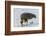 South American Black Vulture Eating Dead Fish on a Popular Beach, Puntarenas, Costa Rica-Rob Francis-Framed Photographic Print