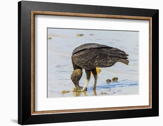 South American Black Vulture Eating Dead Fish on a Popular Beach, Puntarenas, Costa Rica-Rob Francis-Framed Photographic Print