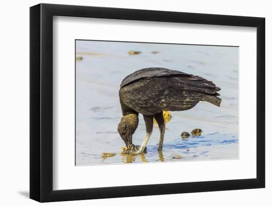 South American Black Vulture Eating Dead Fish on a Popular Beach, Puntarenas, Costa Rica-Rob Francis-Framed Photographic Print