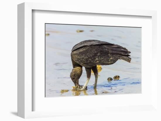 South American Black Vulture Eating Dead Fish on a Popular Beach, Puntarenas, Costa Rica-Rob Francis-Framed Photographic Print