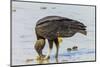 South American Black Vulture Eating Dead Fish on a Popular Beach, Puntarenas, Costa Rica-Rob Francis-Mounted Photographic Print