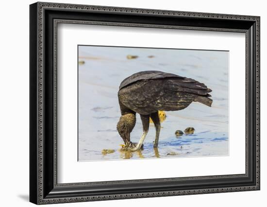 South American Black Vulture Eating Dead Fish on a Popular Beach, Puntarenas, Costa Rica-Rob Francis-Framed Photographic Print