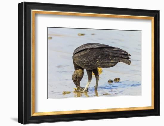 South American Black Vulture Eating Dead Fish on a Popular Beach, Puntarenas, Costa Rica-Rob Francis-Framed Photographic Print