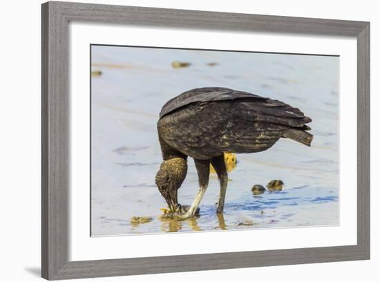 South American Black Vulture Eating Dead Fish on a Popular Beach, Puntarenas, Costa Rica-Rob Francis-Framed Photographic Print