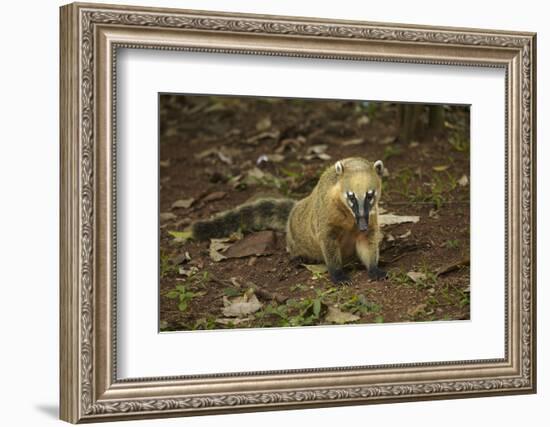 South American coati (Nasua nasua), Iguazu Falls, Argentina-David Wall-Framed Photographic Print